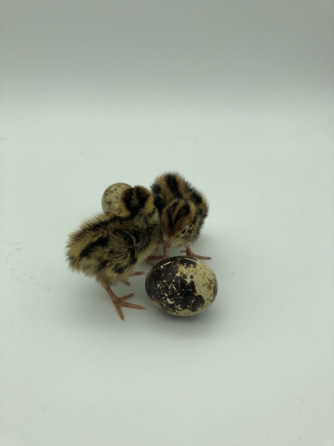 Pharaoh Coturnix Quail - Image 15