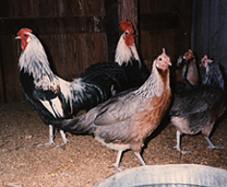 Flock of Silver Duckwing Standard Phoenix Chickens
