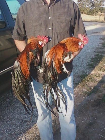 Jeff Smith holding two Black Breasted Red Phoenix Bantam Roosters