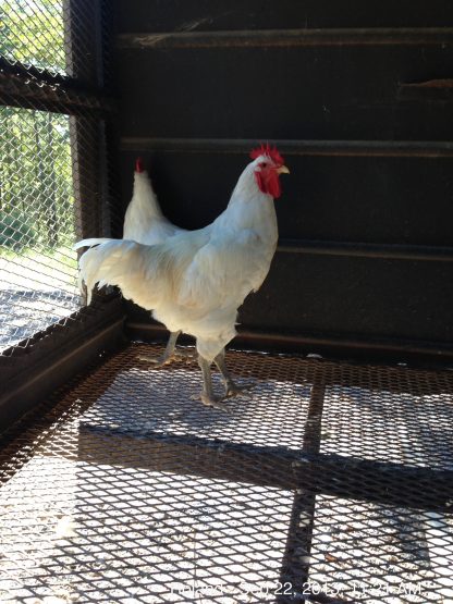 White Jersey Giant Chicken