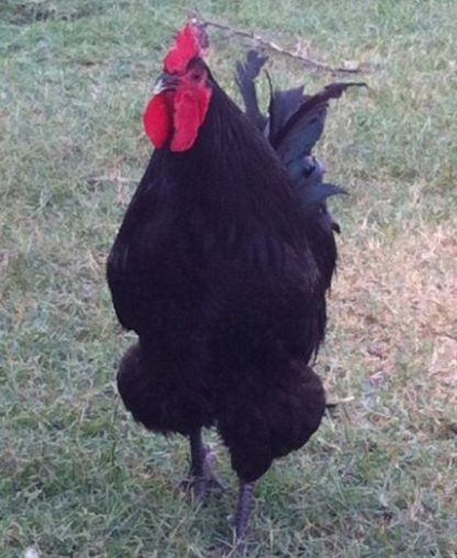 Black Australorp Rooster Chicken