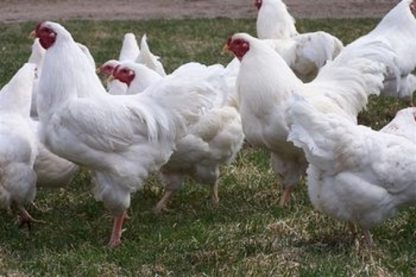 White Chantecler Flock of Chickens Credit: Greg Oakes