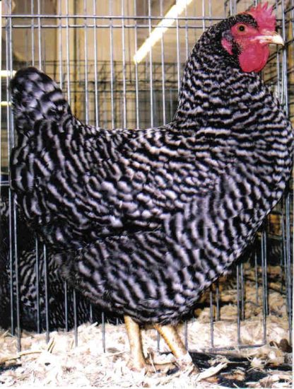Barred Standard Plymouth Rock Standard Chicken Hen