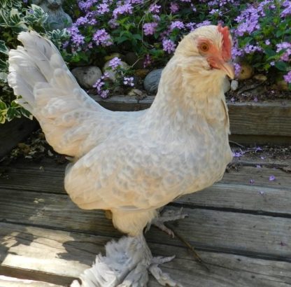 Porcelain D'uccle Bantam