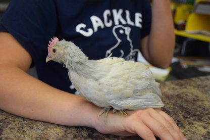 Porcelain D'uccle Bantam