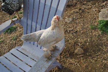 Porcelain D'uccle Bantam