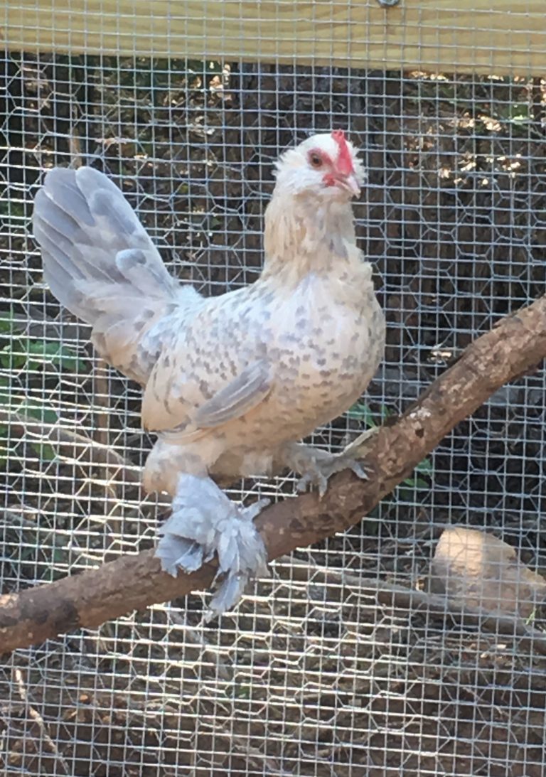 Porcelain D'uccles Bantam Chicks for Sale Cackle Hatchery®