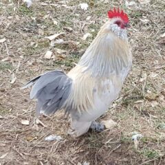 Porcelain D'uccle Bantam