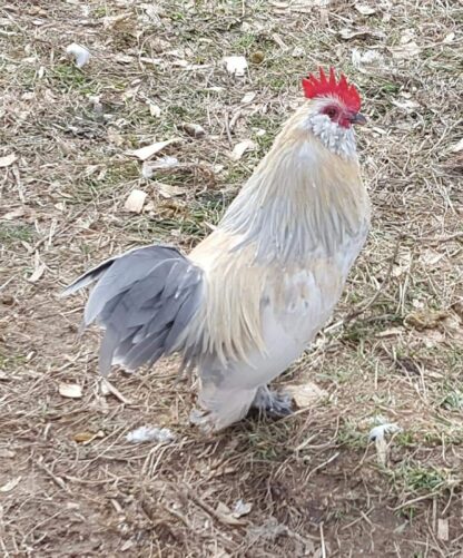 Porcelain D'uccle Bantam