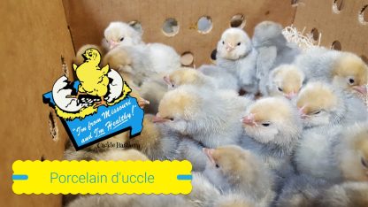 Porcelain D'uccle Bantam Chicks