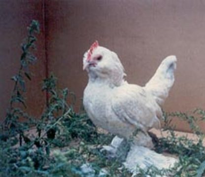 Porcelain D'uccle Bantam