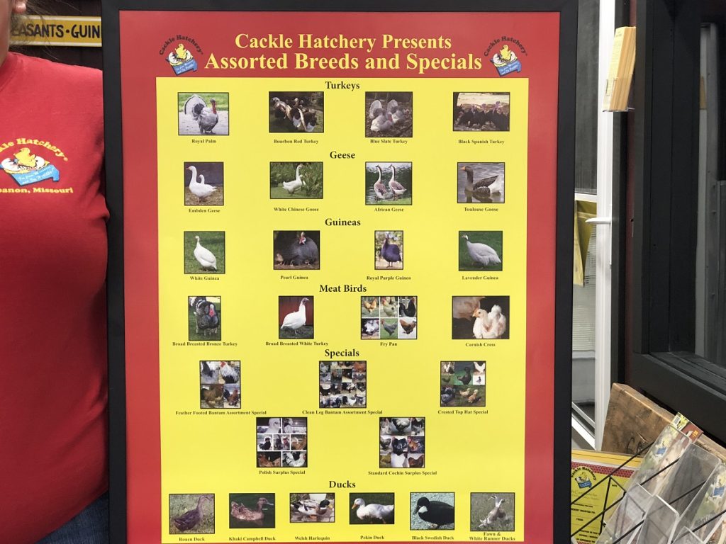 3 Pack Poster Set Cackle Hatchery®
