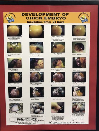 Cackle Embryo Poster