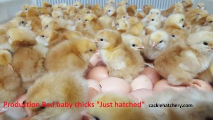 Production Red Chicken Chicks