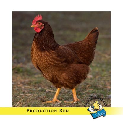 Production Red Chicken