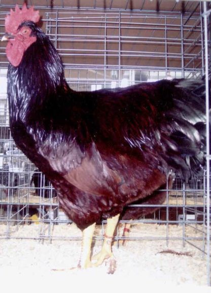 Production Red Chicken Rooster