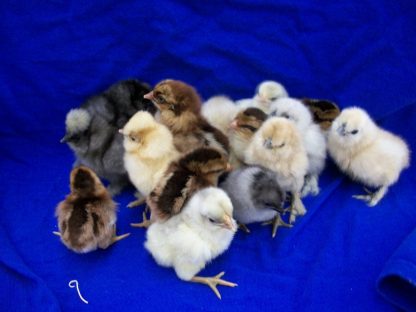 Assorted Purebred Bantam Chicks