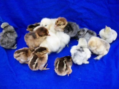 Purebred Bantam Assortment Special-4674