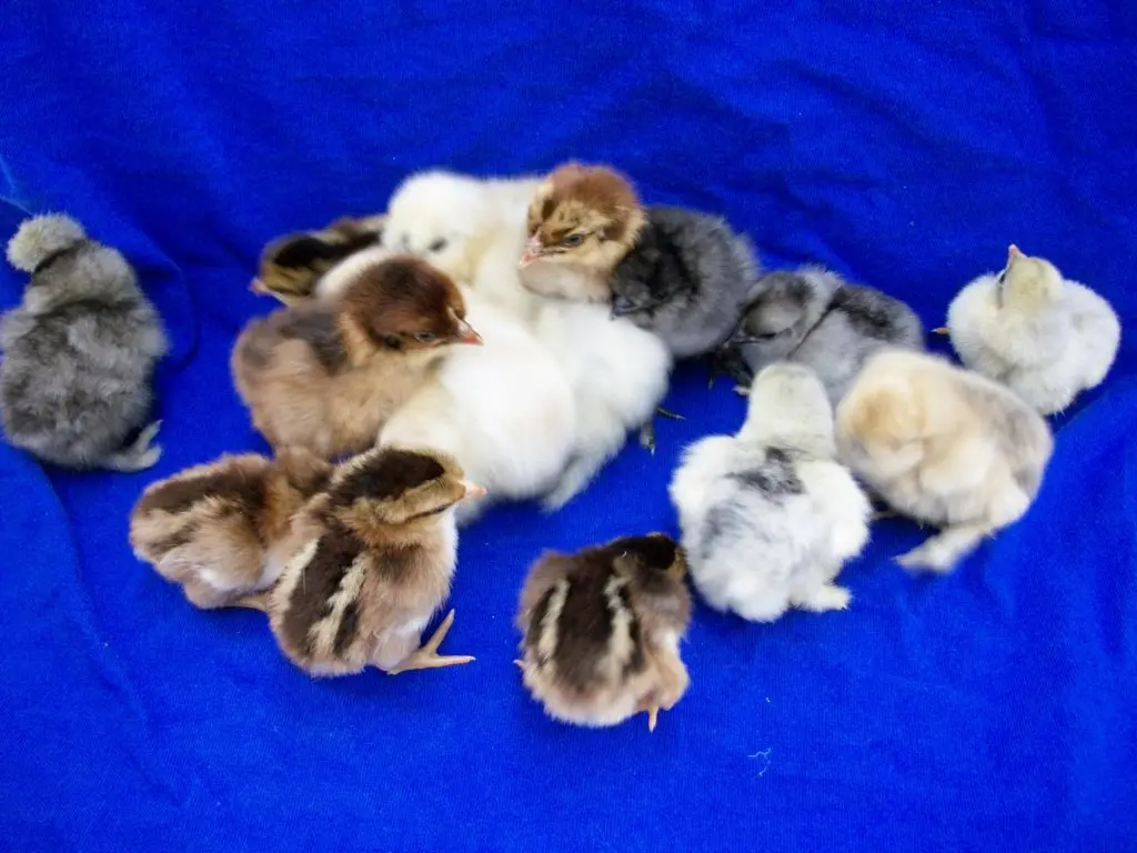 Identify Bantams