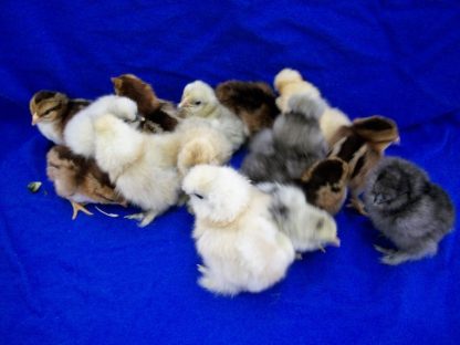 Purebred Bantam Assortment Special-4677