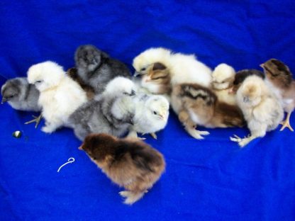 Purebred Bantam Assortment Special-4676