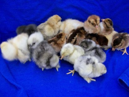 Purebred Bantam Assortment Special-4675