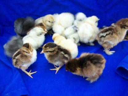 Purebred Bantam Assortment Special-4672