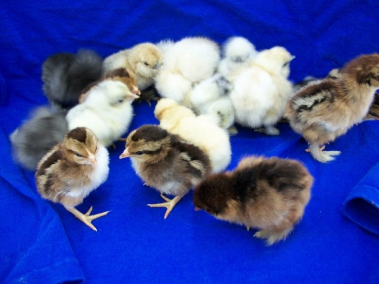 Purebred Bantam Assortment Special-4672