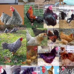 Purebred Bantam Assortment Special-0