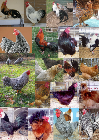 Purebred Bantam Assortment Special-0