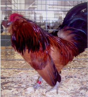 Quail Belgian Bearded d'Anver Bantam Chicken Rooster