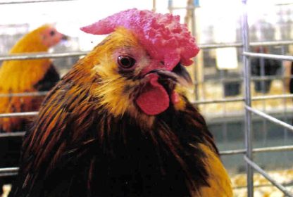 Head shot of Quail Belgian Bearded d'Anver Bantam Chicken Rooster