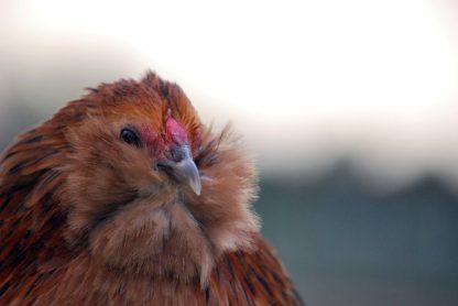 Quail Belgian Bearded d'Anver Bantam-6159