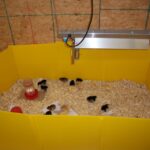 Brooder Radiant Hanging Heater