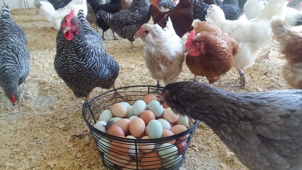 Rainbow Assorted Pullets Bargain Specials Cackle Hatchery®