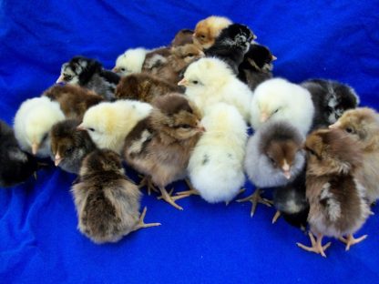 Rainbow Assortment Chicks