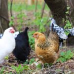 At least three breeds of pullets; can include Leghorn and Rare Breeds. Hatchery choice. Pullets are shipped at 1 day of age, the chicks arrive at your post office at 2-3 days of age