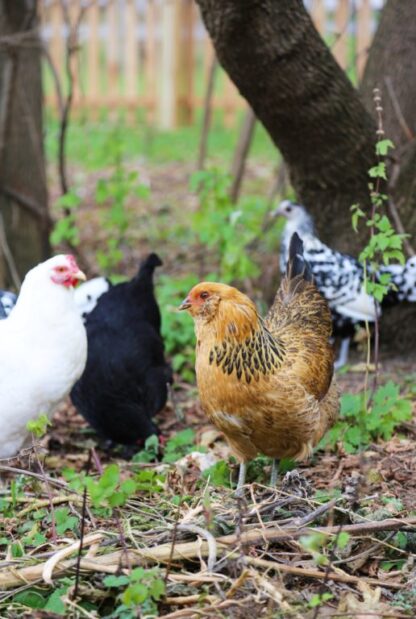 At least three breeds of pullets; can include Leghorn and Rare Breeds. Hatchery choice. Pullets are shipped at 1 day of age, the chicks arrive at your post office at 2-3 days of age
