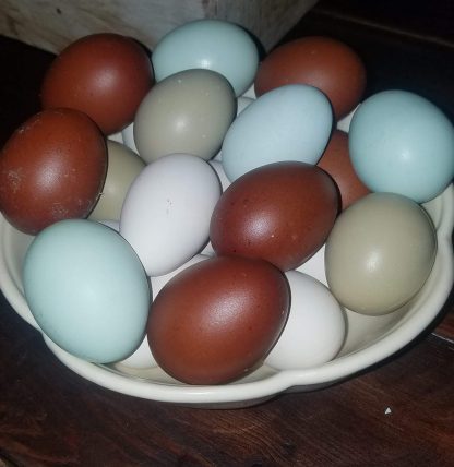 Rainbow Assortment Eggs