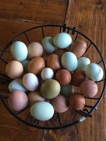 Rainbow Assortment Eggs