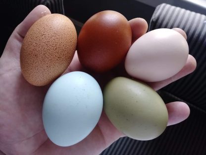 Rainbow Assortment Eggs