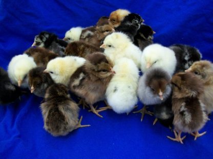 At least three breeds of pullets; can include Leghorn and Rare Breeds. Hatchery choice. Pullets are shipped at 1 day of age, the chicks arrive at your post office at 2-3 days of age