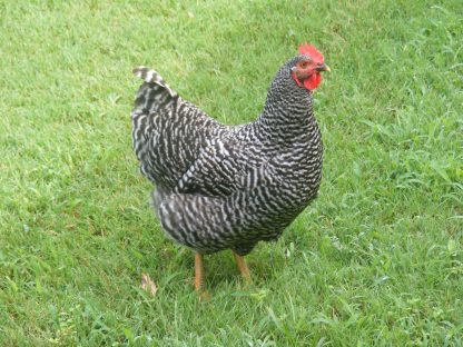 Barred Standard Plymouth Rock Chicken