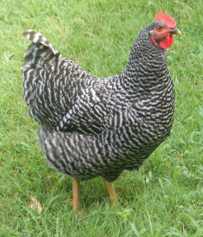 Barred Plymouth Rock Hen photo credit to Sharon Eads