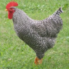 Barred Plymouth Rock Rooster photo credit to Sharon Eads