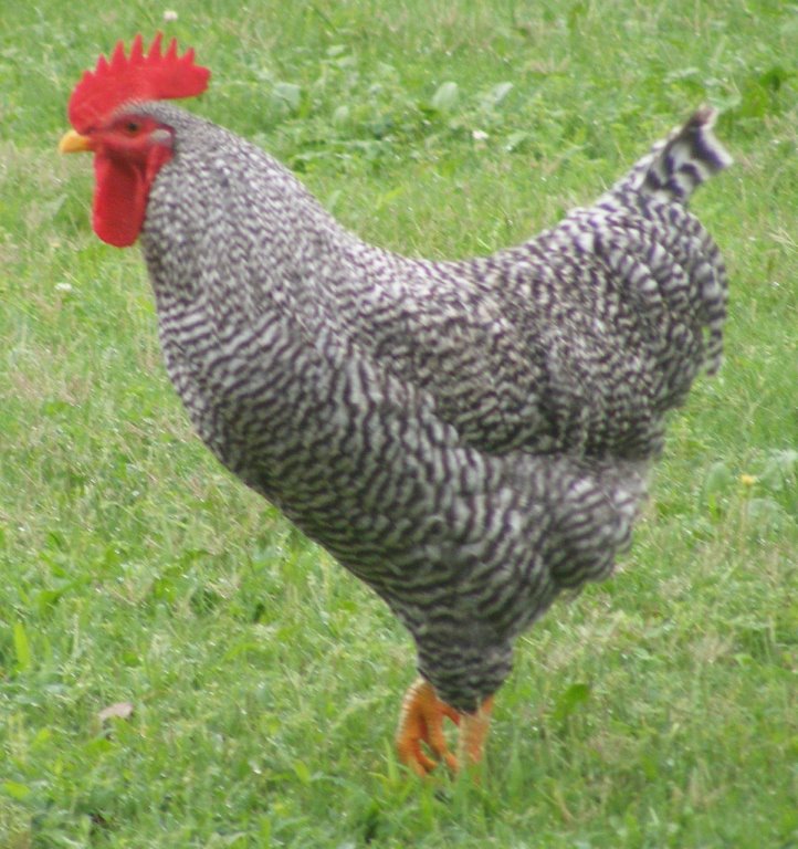 Barred Plymouth Rock Rooster photo credit to Sharon Eads