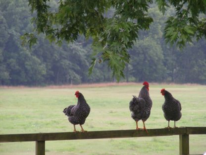 Barred Plymouth Rock Chickens on a Rainy Afternoon credit to Sharon Eads