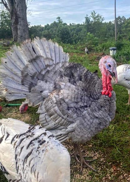 Surplus Rare Turkey Special