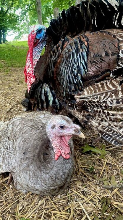 Surplus Rare Turkey Special
