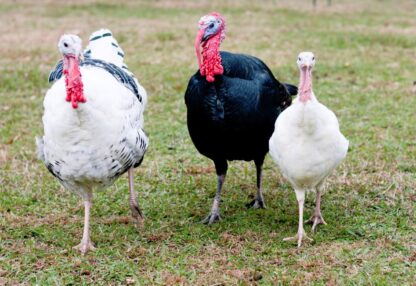 Surplus Rare Turkey Special
